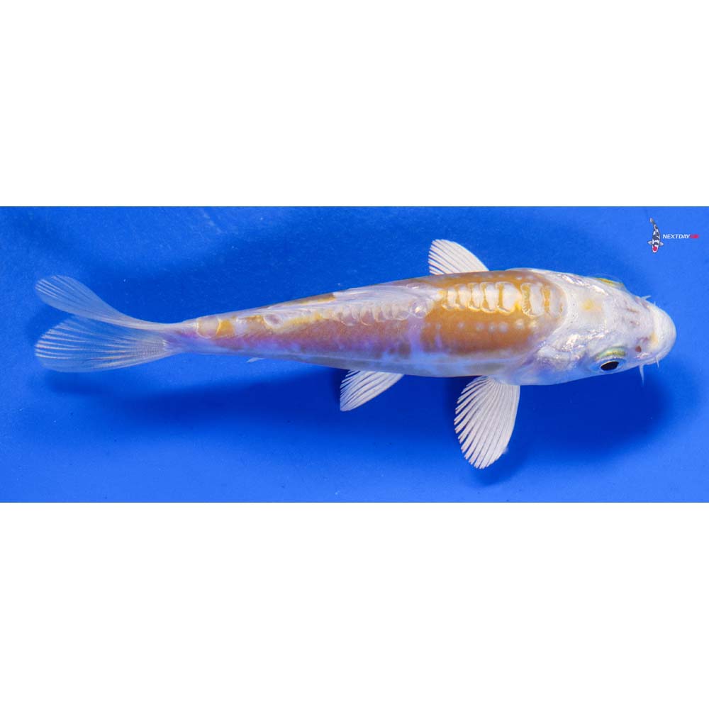 4” Imported Doitsu Lemon Hariwake