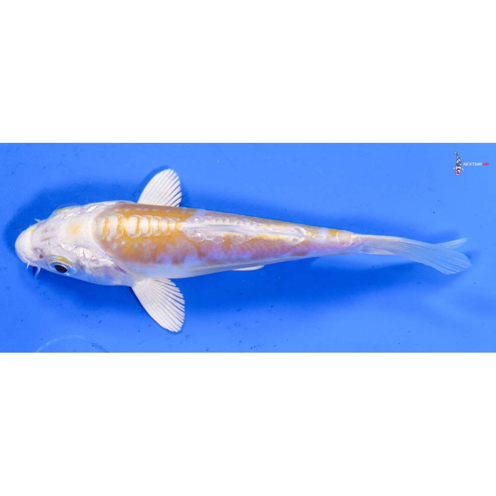 4” Imported Doitsu Lemon Hariwake