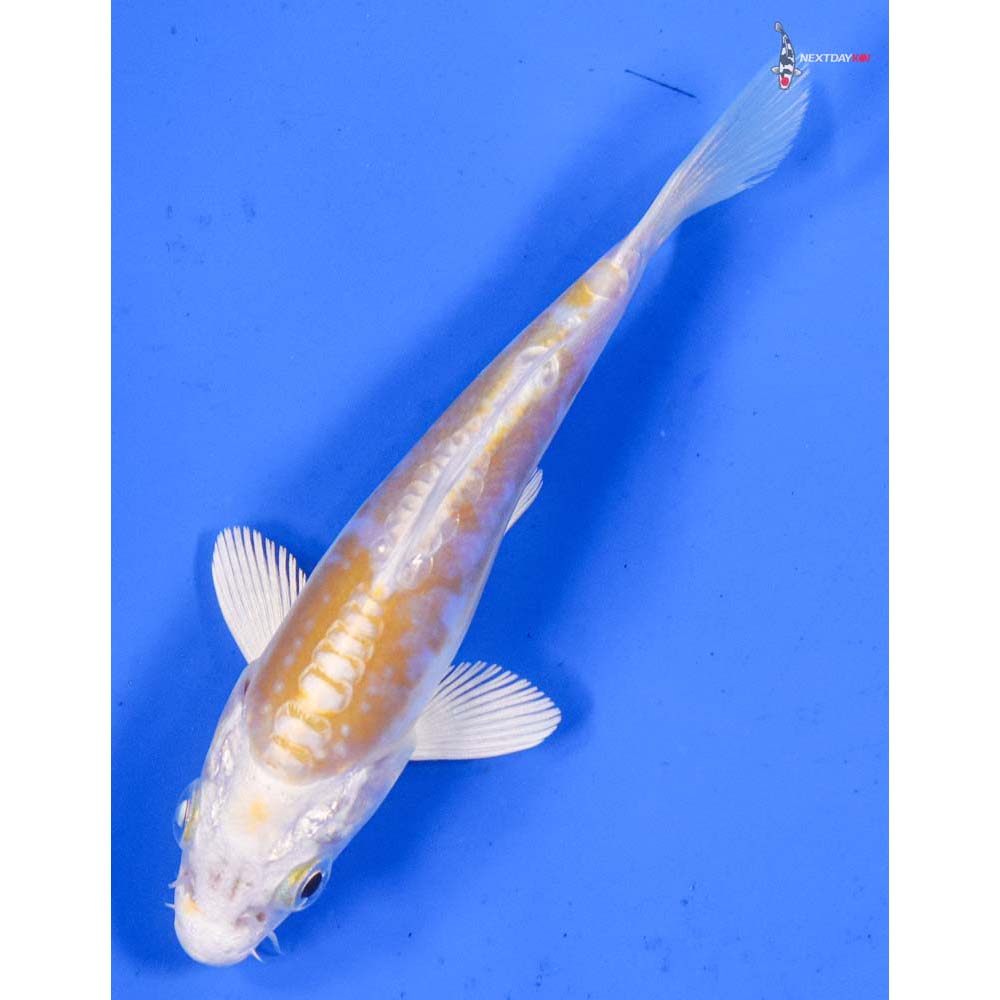 4” Imported Doitsu Lemon Hariwake