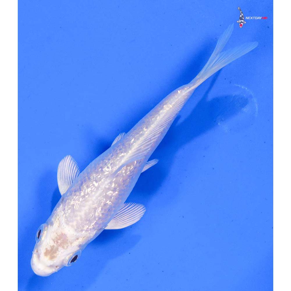 4” Imported Gin Rin Platinum Ogon