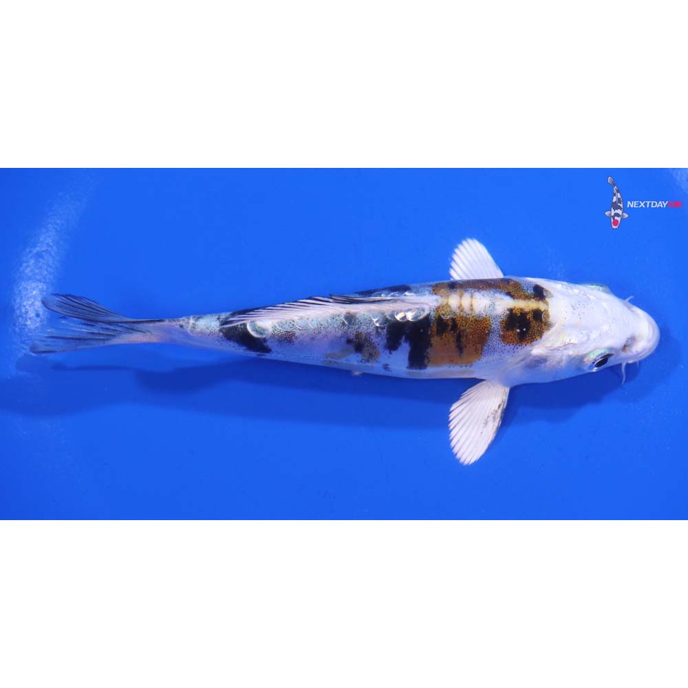 5” Imported Heisei Nishiki