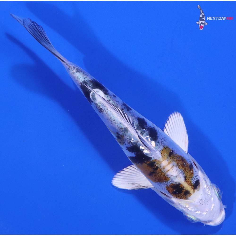 5” Imported Heisei Nishiki