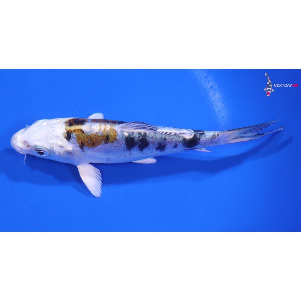 5” Imported Heisei Nishiki