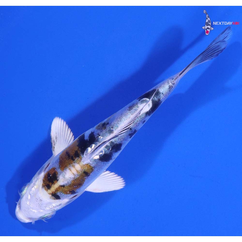 5” Imported Heisei Nishiki