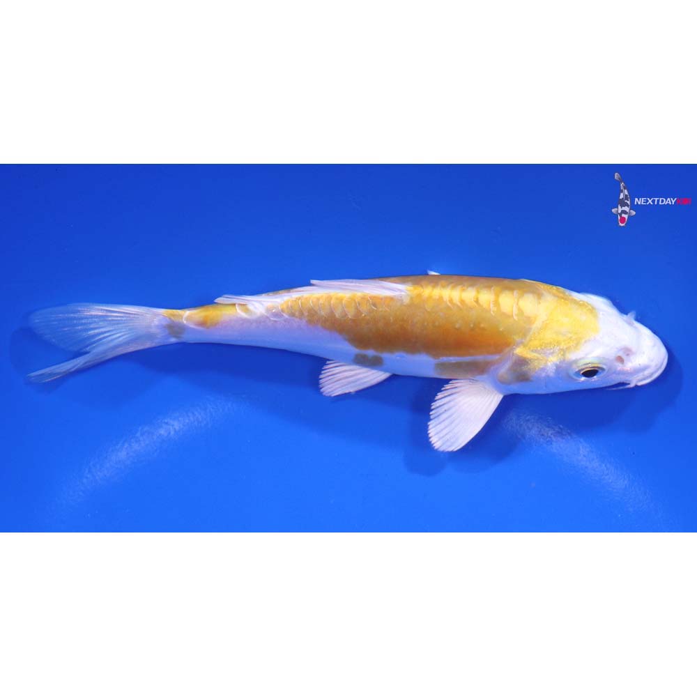 5” Imported Doitsu Lemon Hariwake