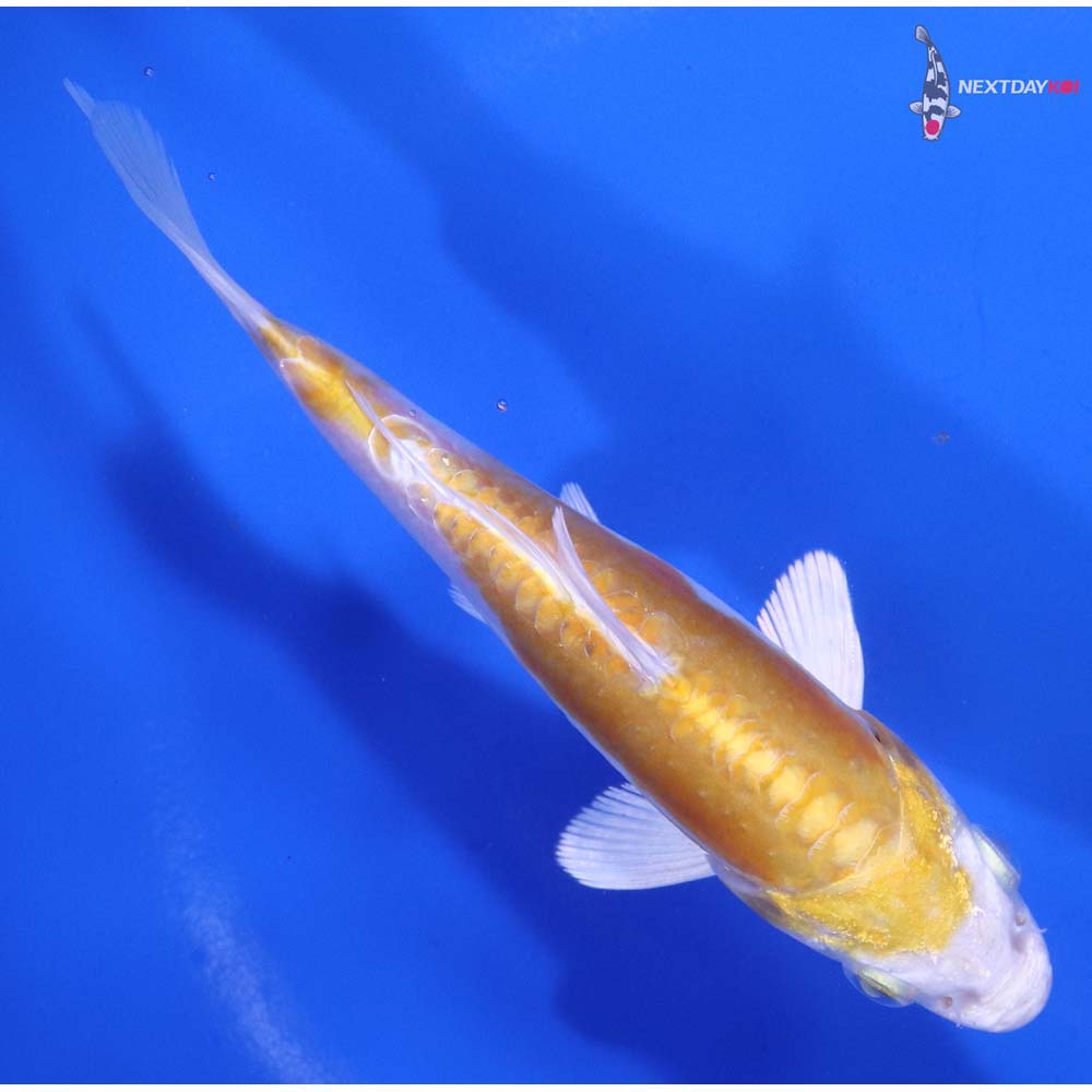 5” Imported Doitsu Lemon Hariwake