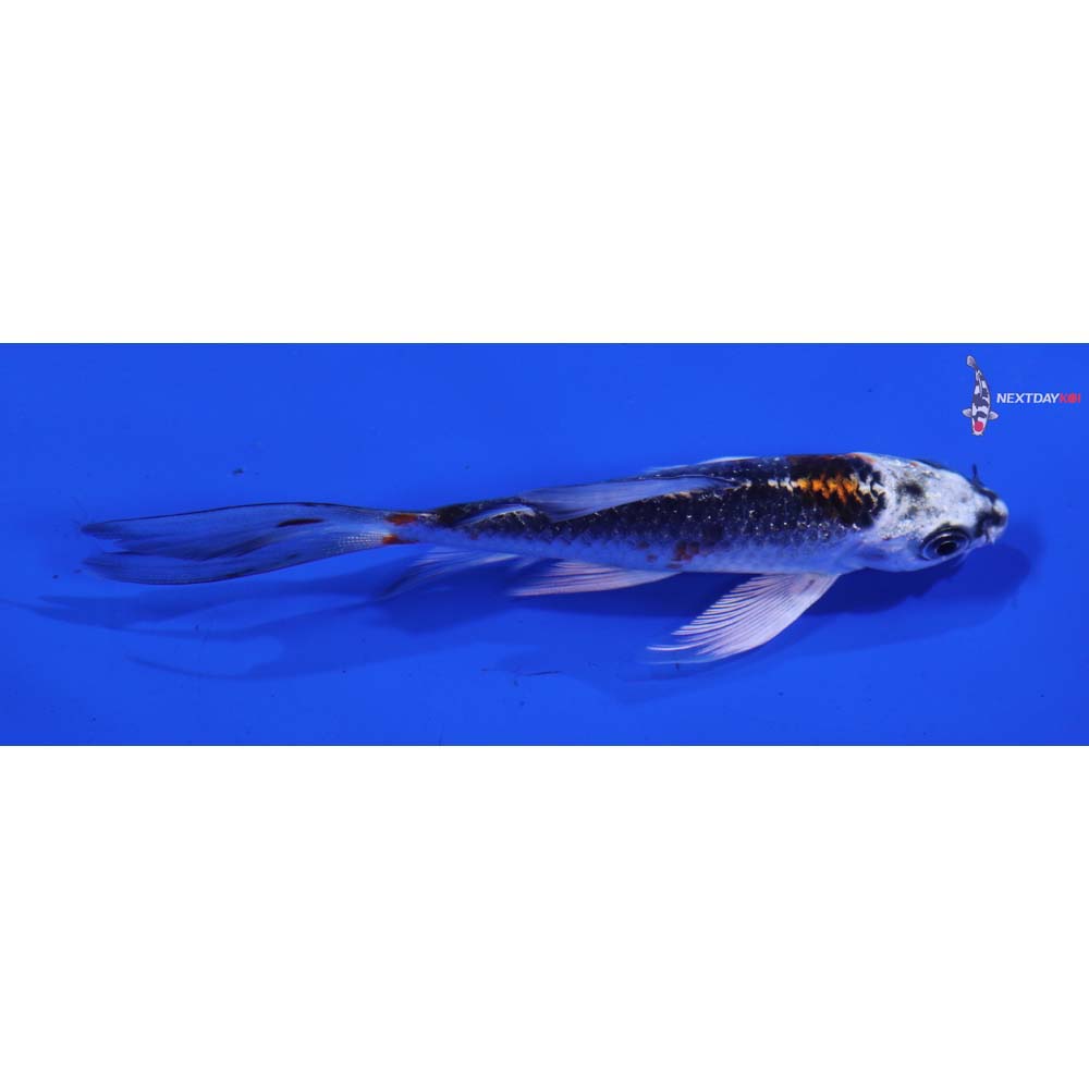 4” Imported Kujaku Butterfly Koi