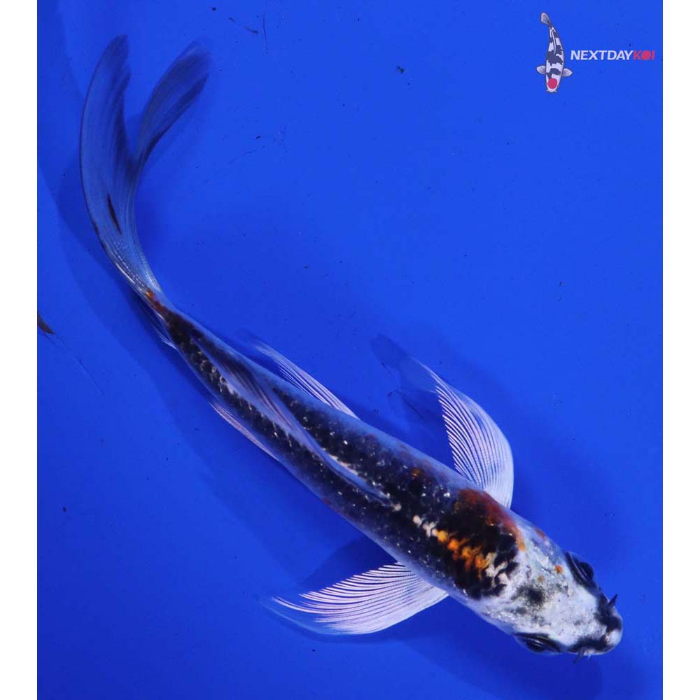 4” Imported Kujaku Butterfly Koi