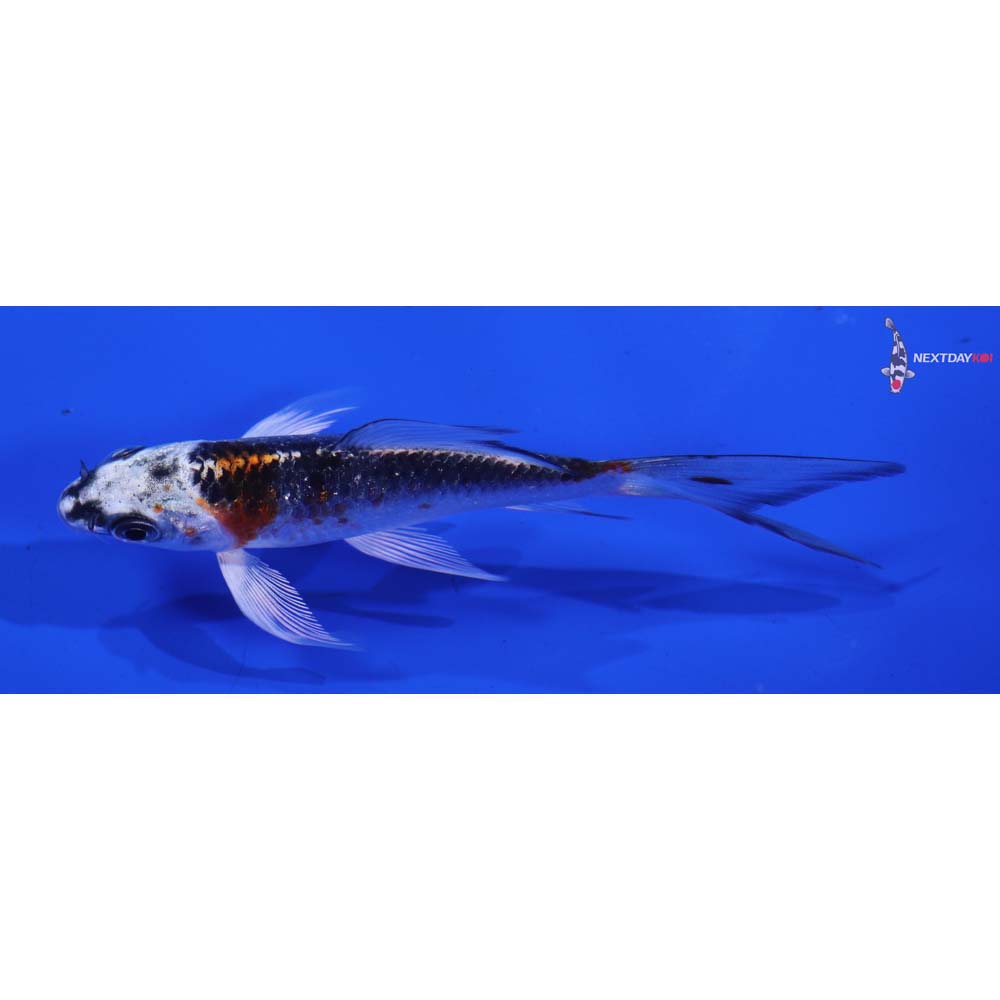 4” Imported Kujaku Butterfly Koi