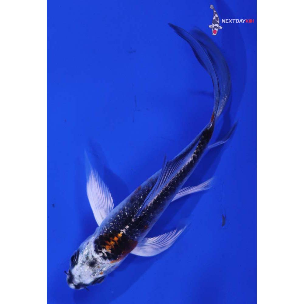 4” Imported Kujaku Butterfly Koi