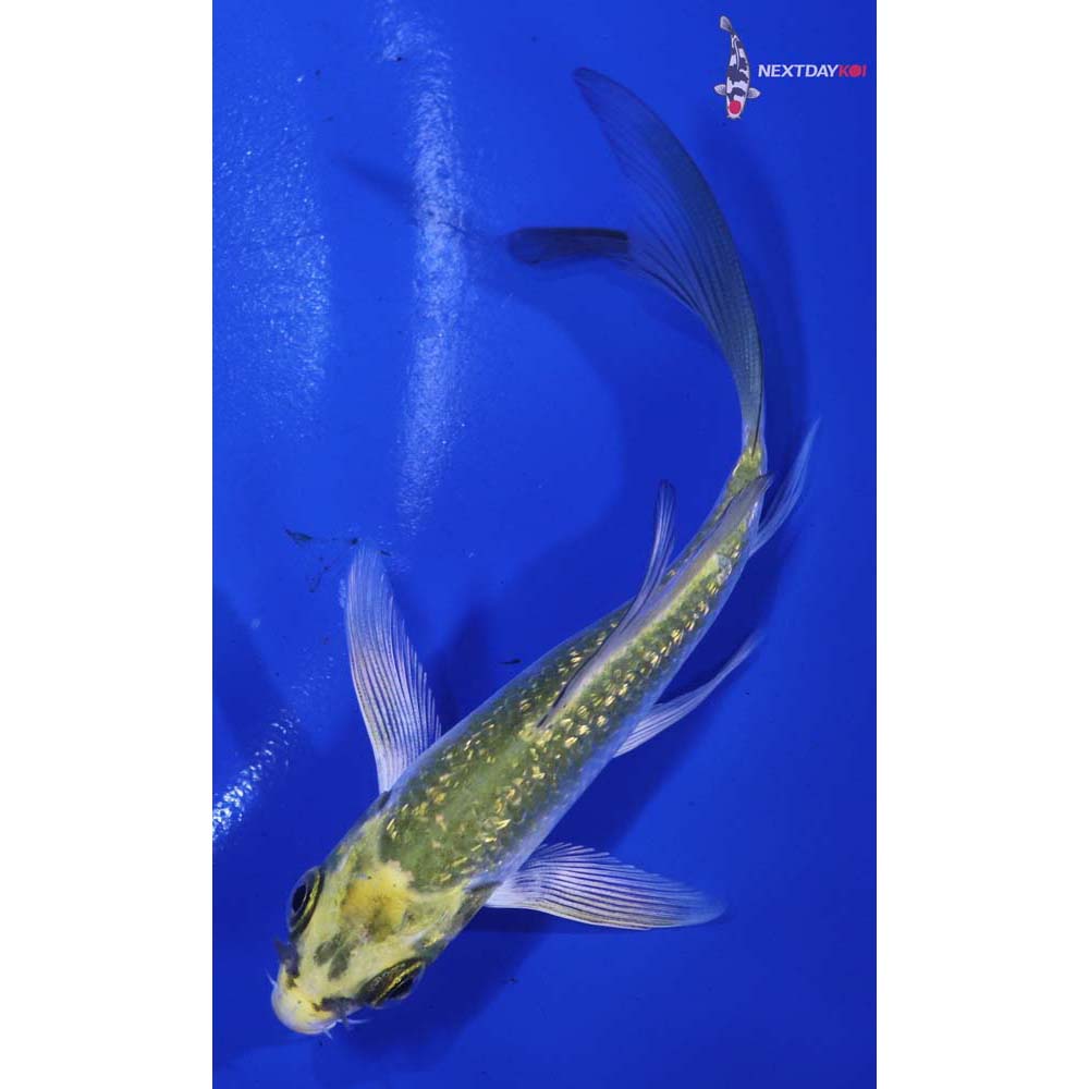 4” Imported Gin Rin Kujaku Butterfly Koi