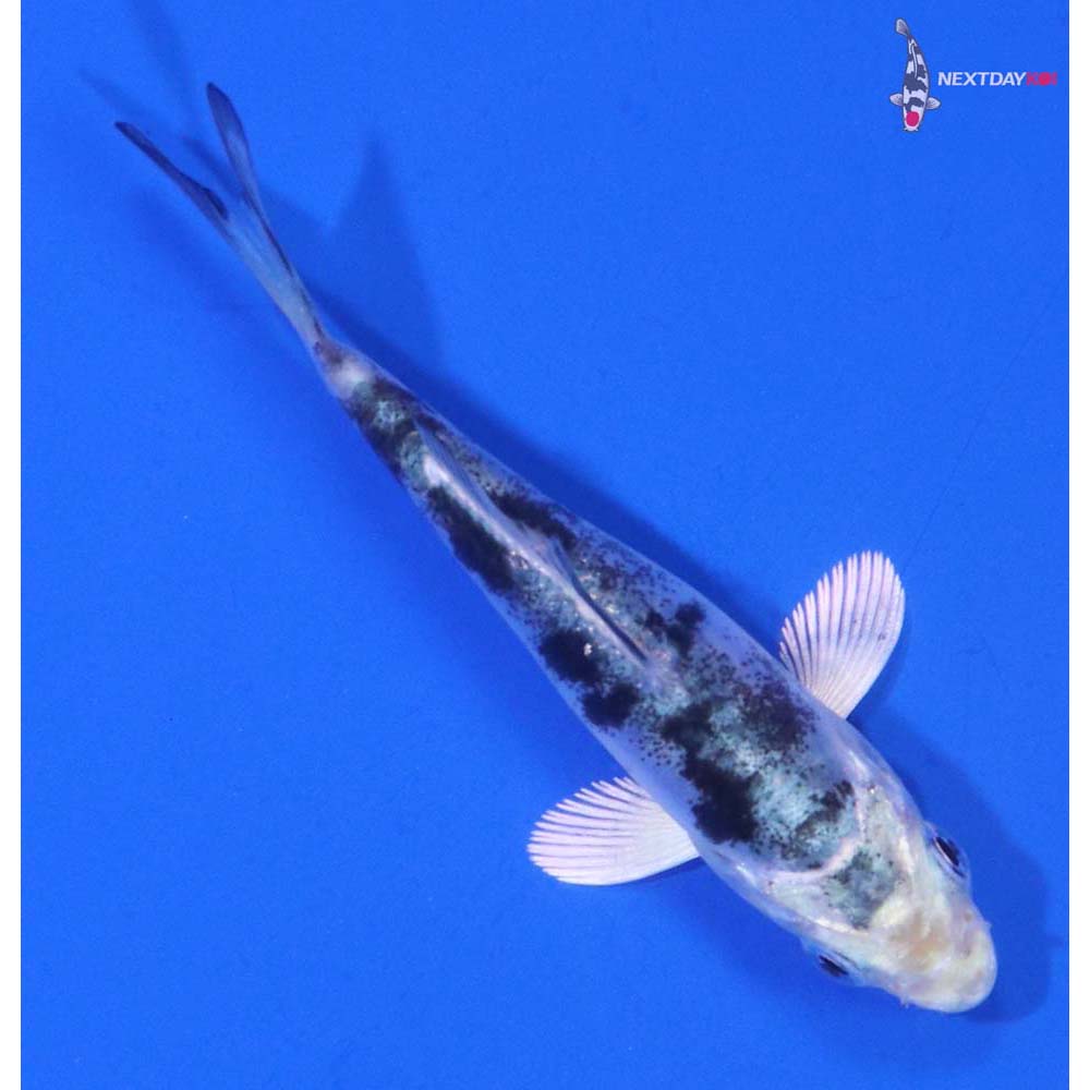 3” Imported Doitsu Gin Shiro Bekko