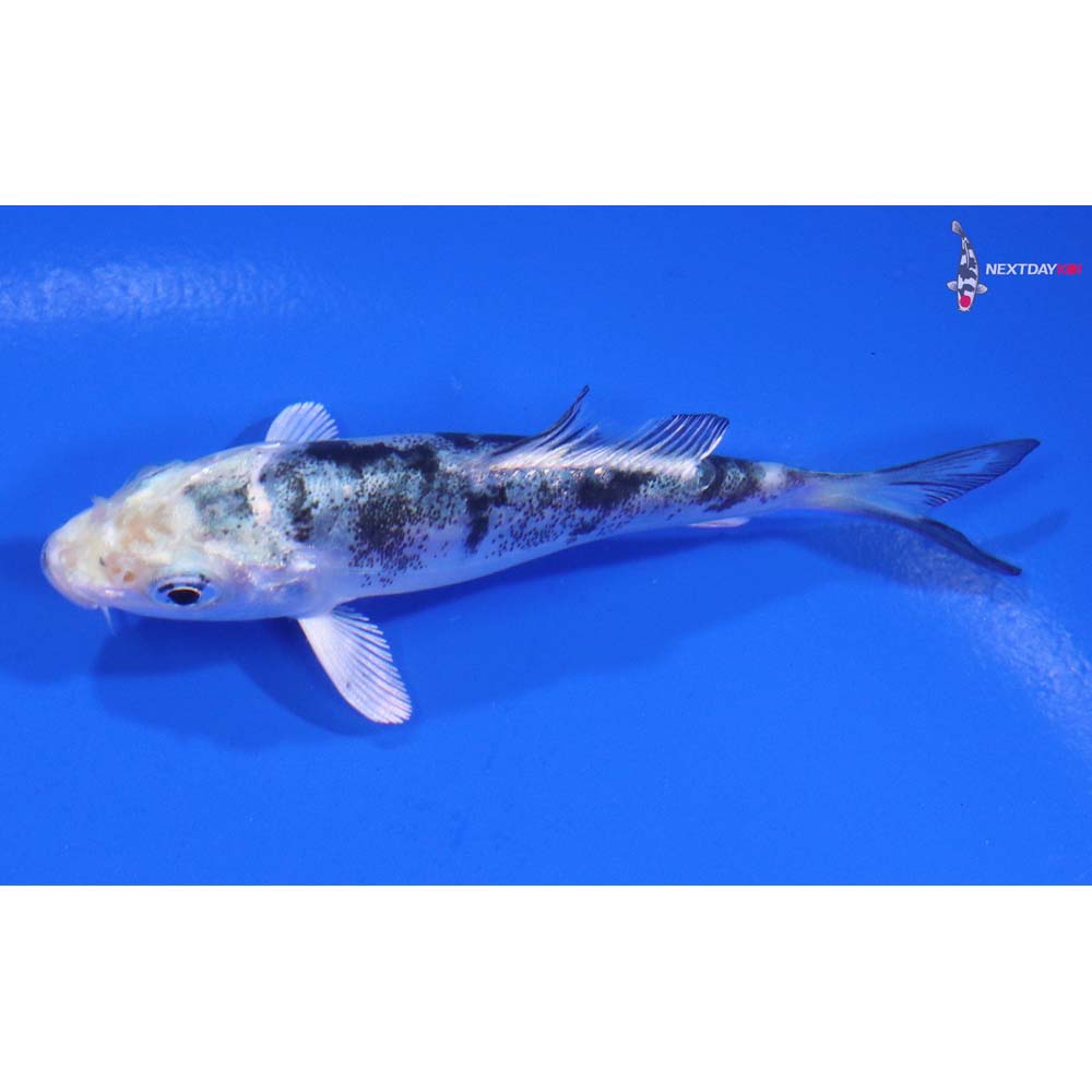 3” Imported Doitsu Gin Shiro Bekko