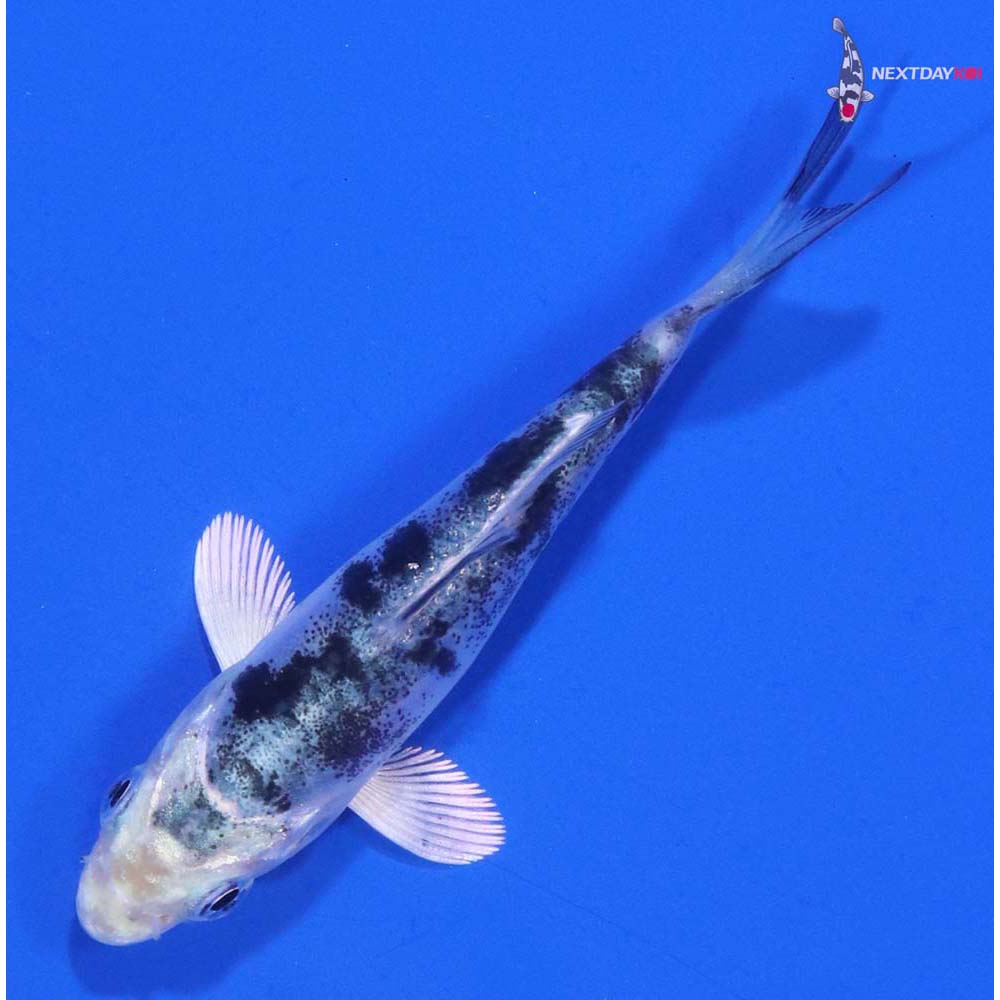 3” Imported Doitsu Gin Shiro Bekko