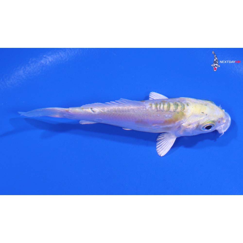 3” Imported Doitsu Lemon Hariwake