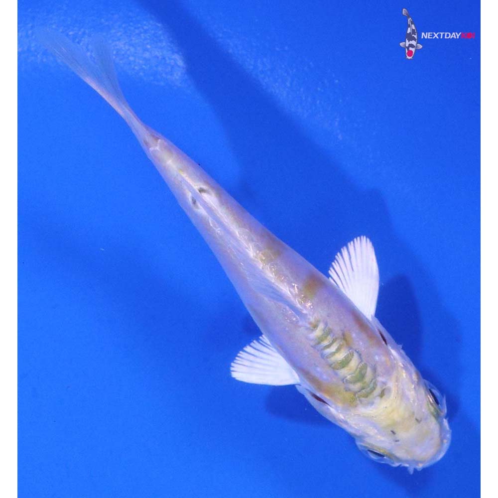 3” Imported Doitsu Lemon Hariwake