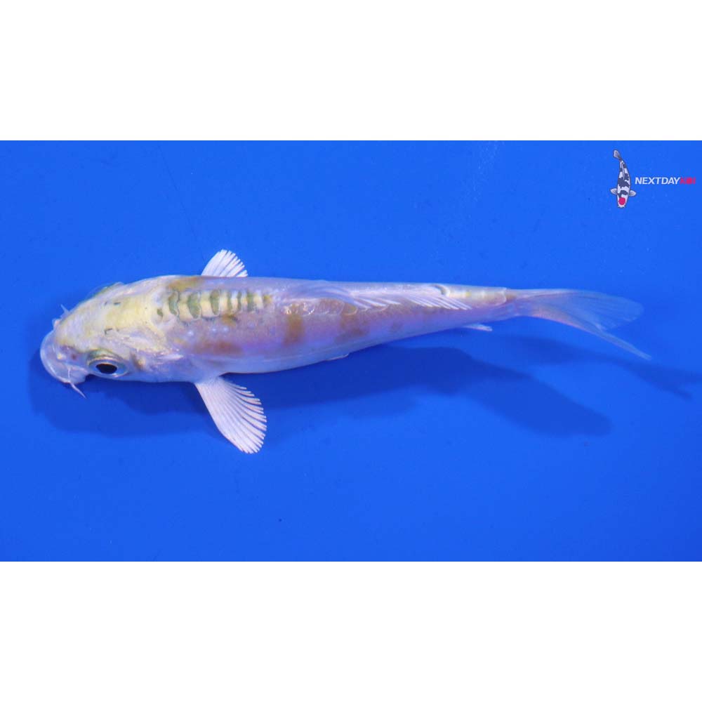 3” Imported Doitsu Lemon Hariwake