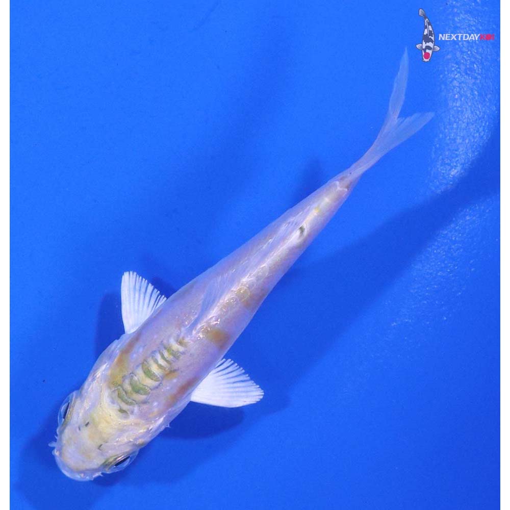 3” Imported Doitsu Lemon Hariwake