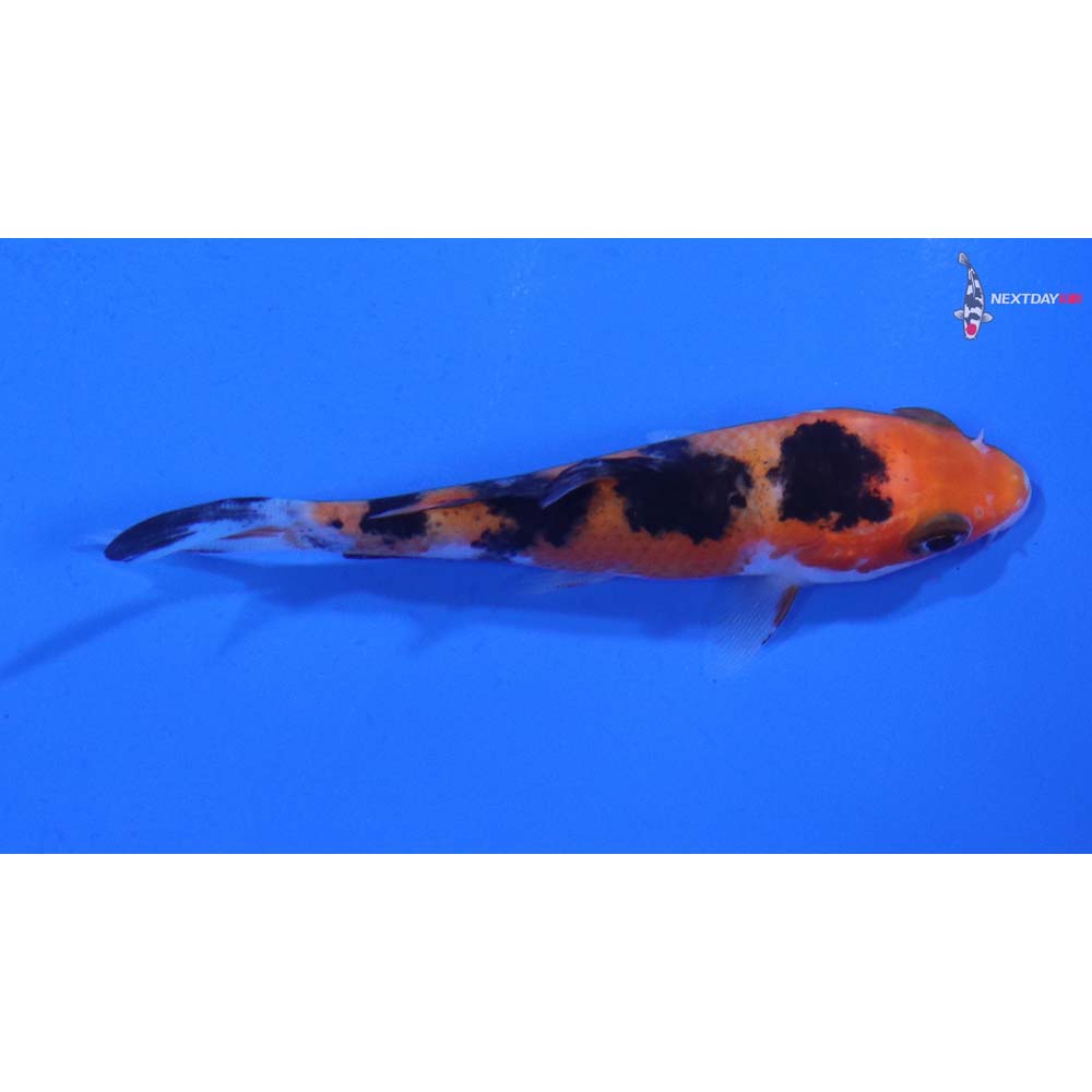3” Imported Sanke