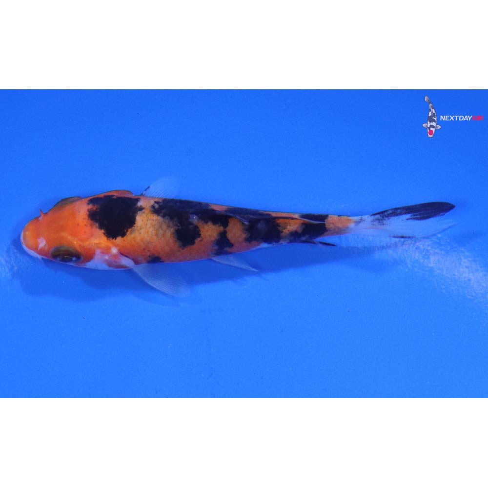 3” Imported Sanke