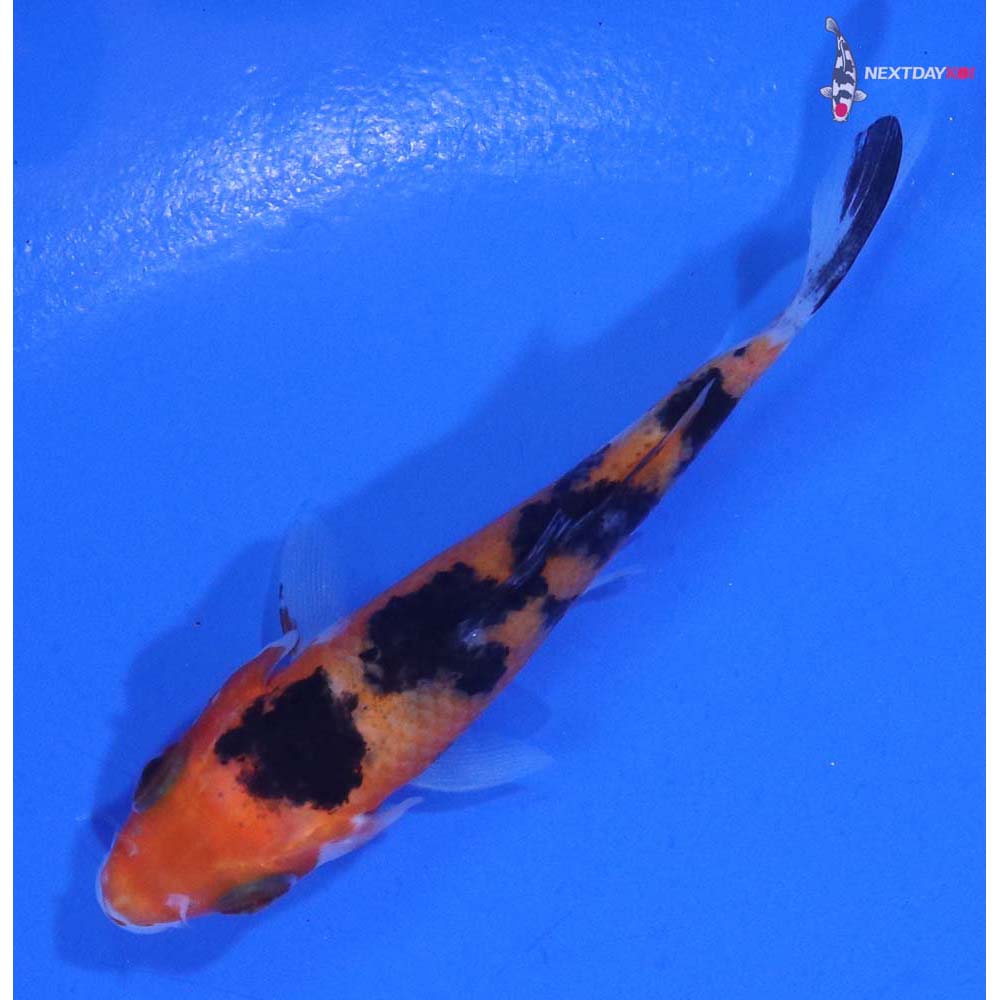 3” Imported Sanke