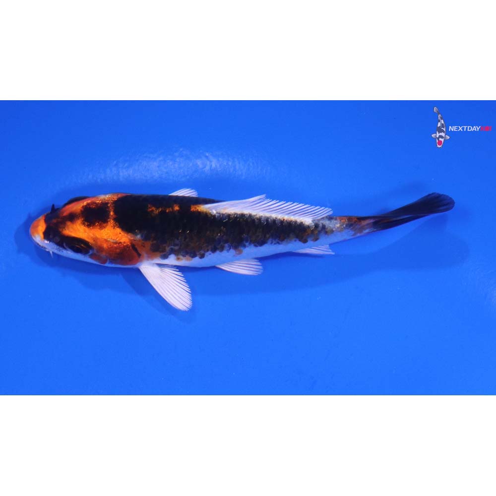 3.5” Imported Kujaku