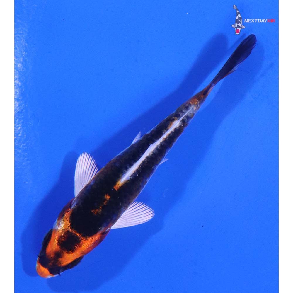 3.5” Imported Kujaku