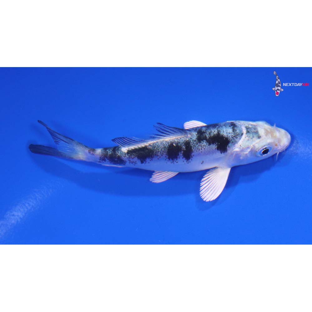 3” Imported Doitsu Gin Shiro Bekko