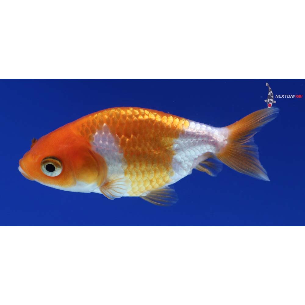 2.5” Imported Red and White Ranchu