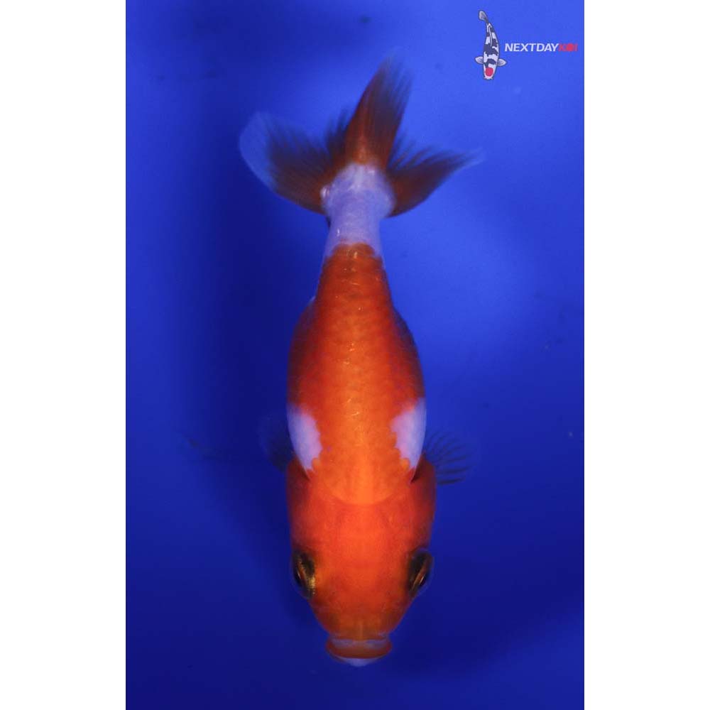 2.5” Imported Red and White Ranchu