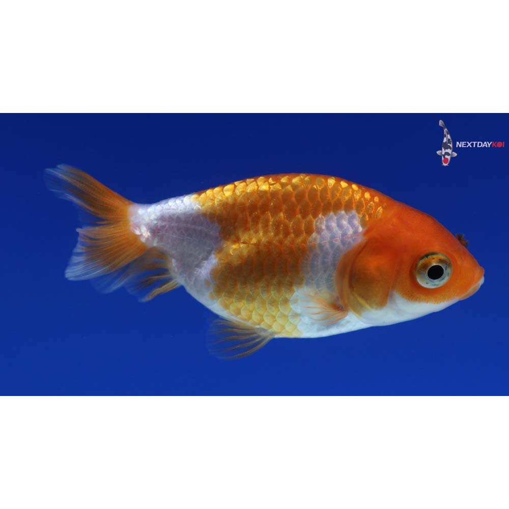 2.5” Imported Red and White Ranchu