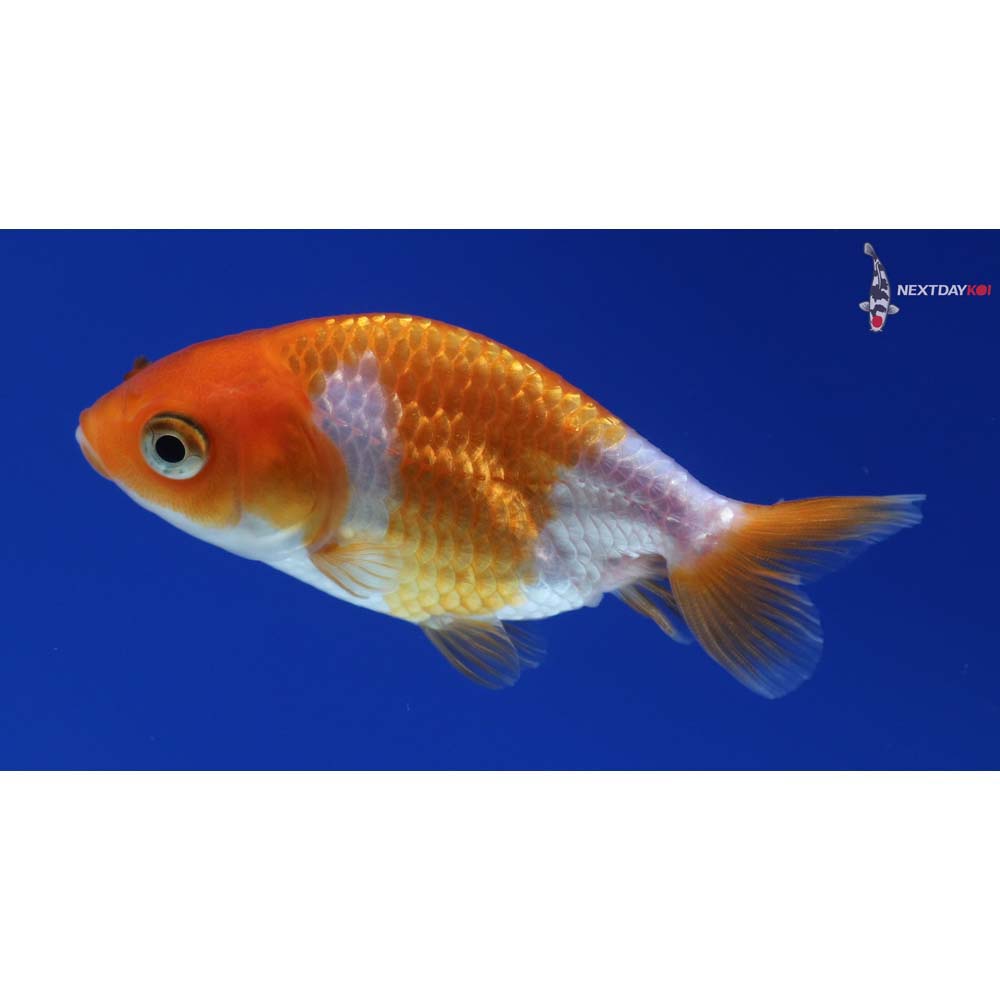 2.5” Imported Red and White Ranchu
