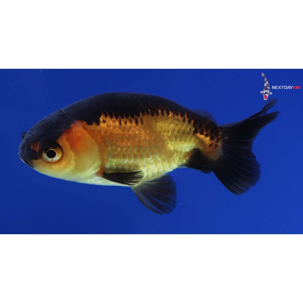 2.5” Imported Red and Black Ranchu