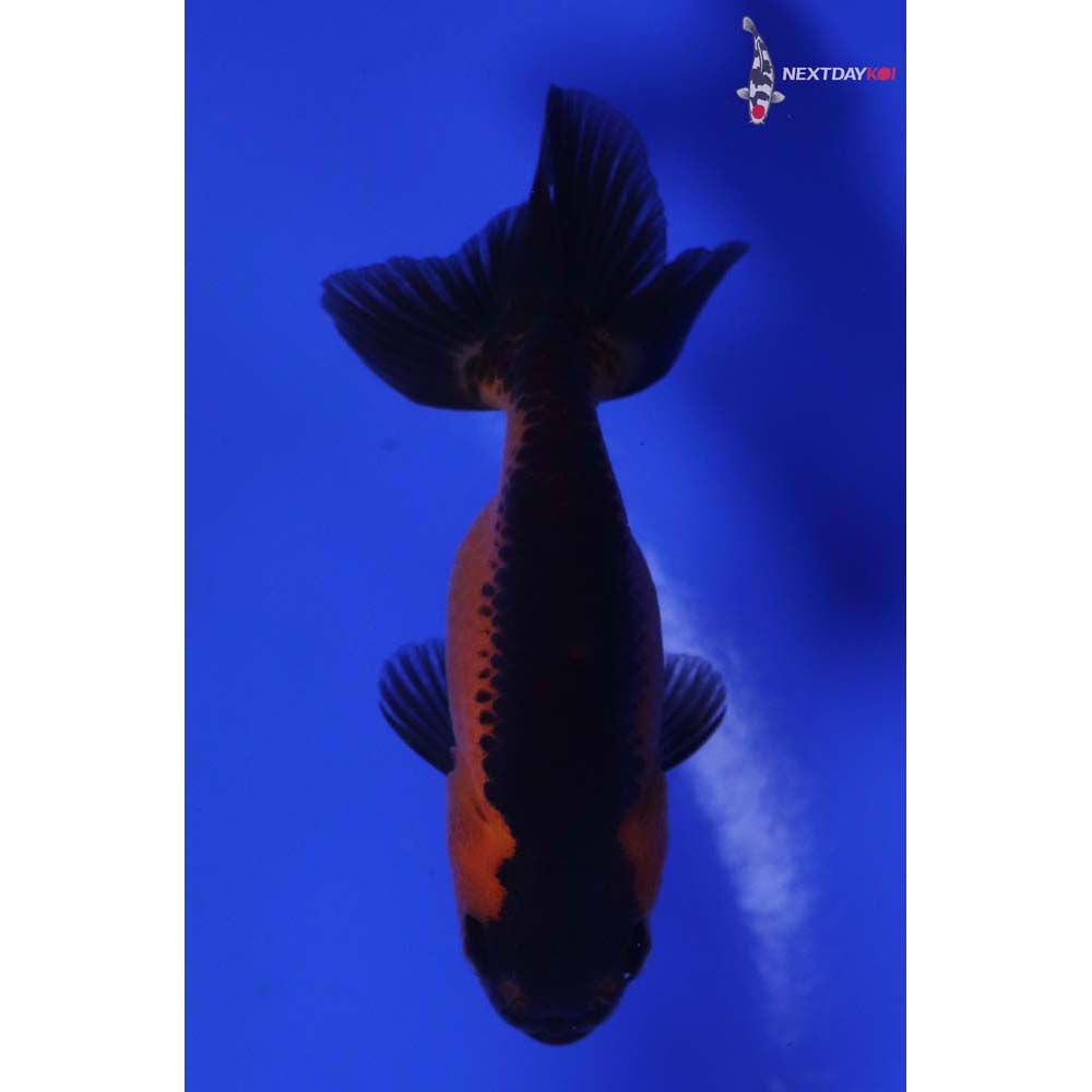 2.5” Imported Red and Black Ranchu