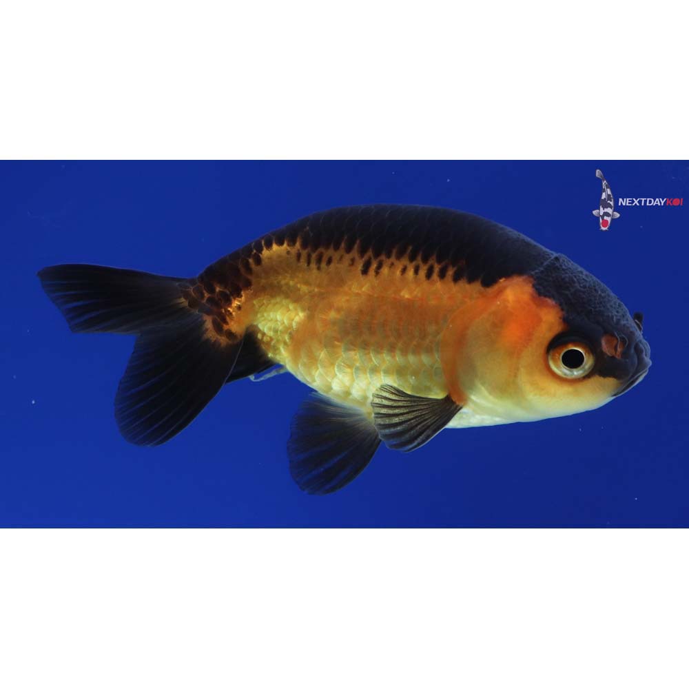 2.5” Imported Red and Black Ranchu