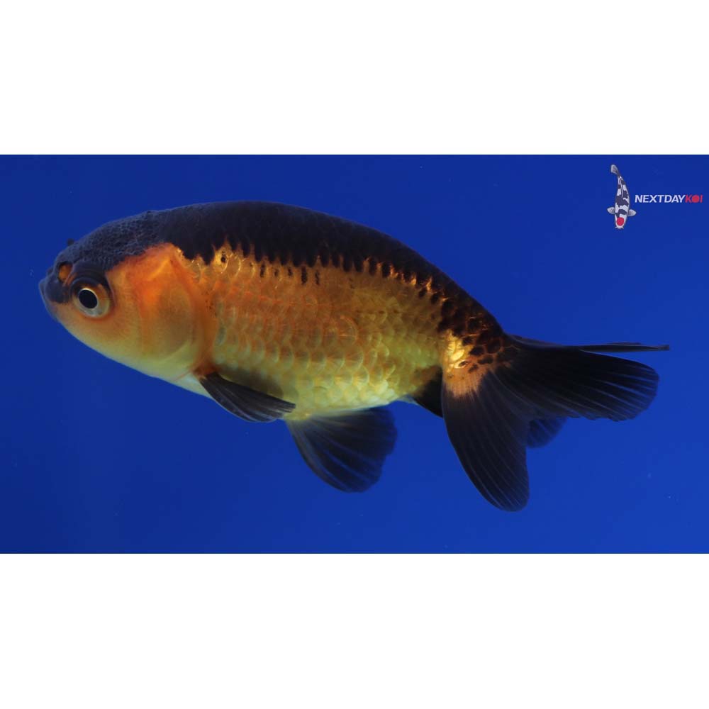 2.5” Imported Red and Black Ranchu