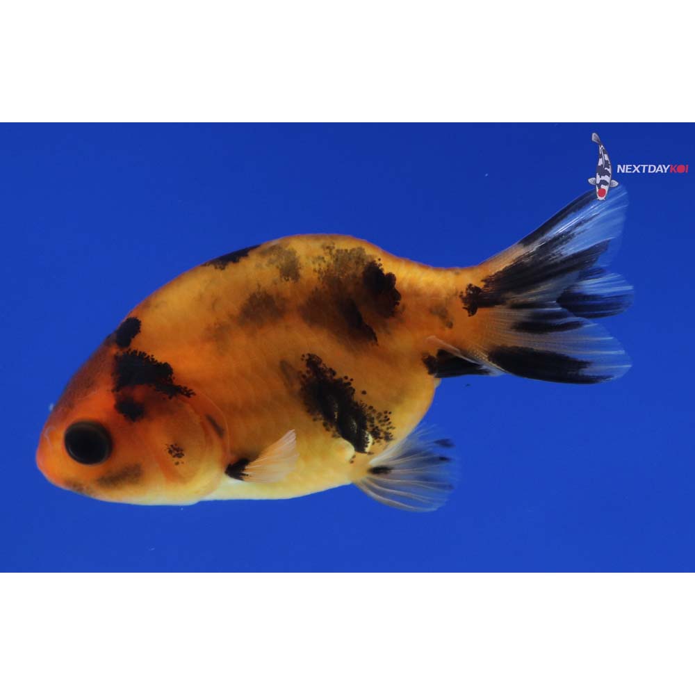 2.5” Imported Calico Ranchu