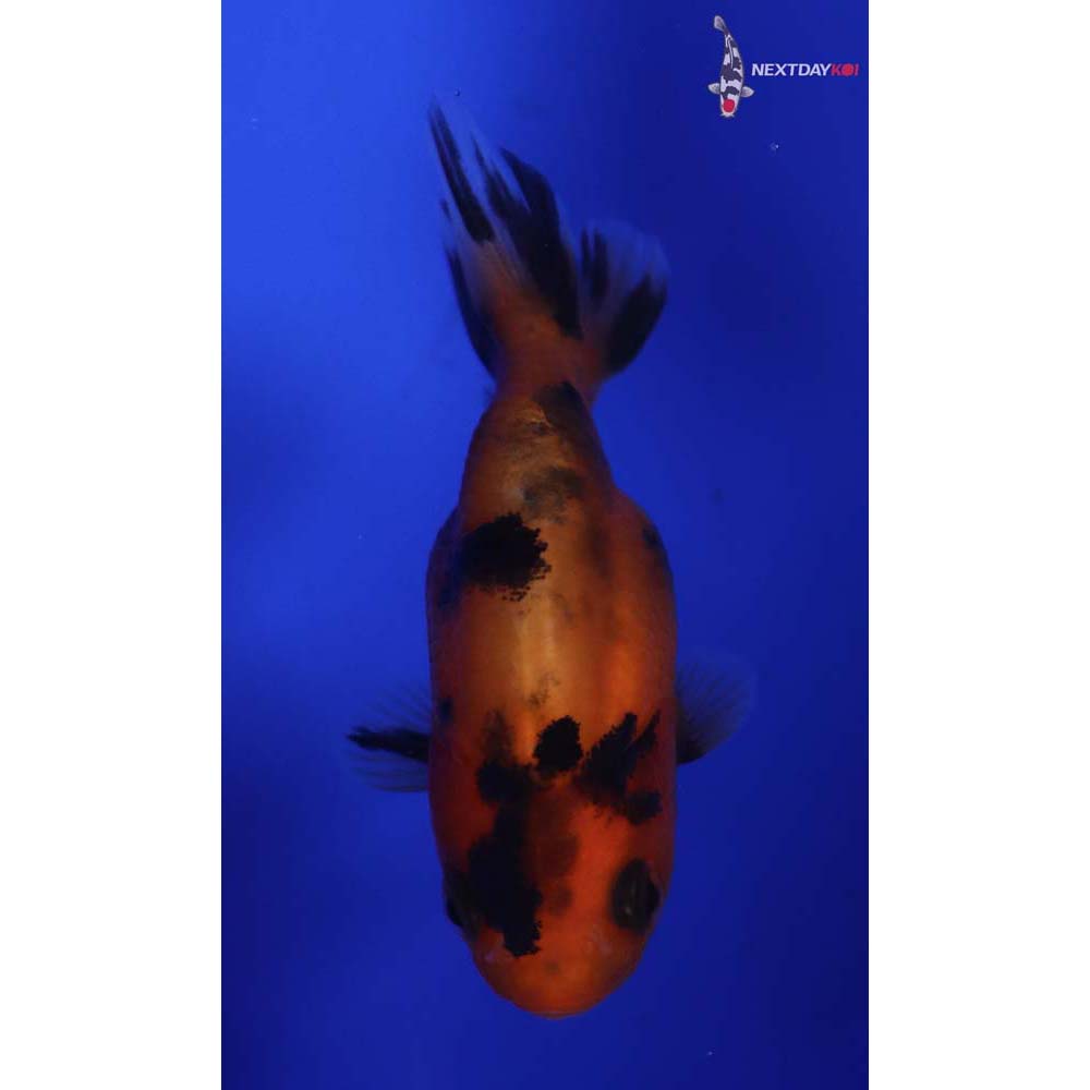 2.5” Imported Calico Ranchu