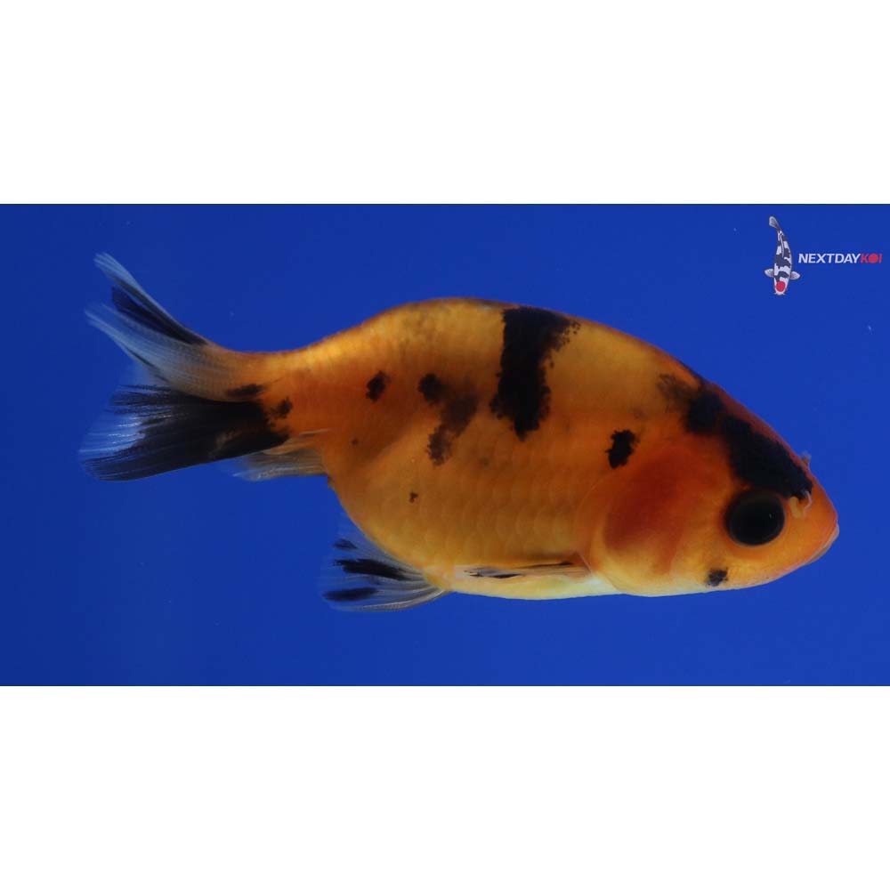 2.5” Imported Calico Ranchu