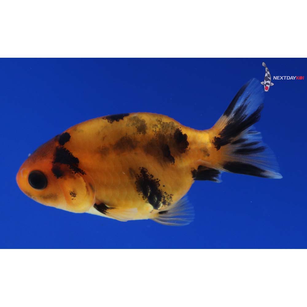 2.5” Imported Calico Ranchu
