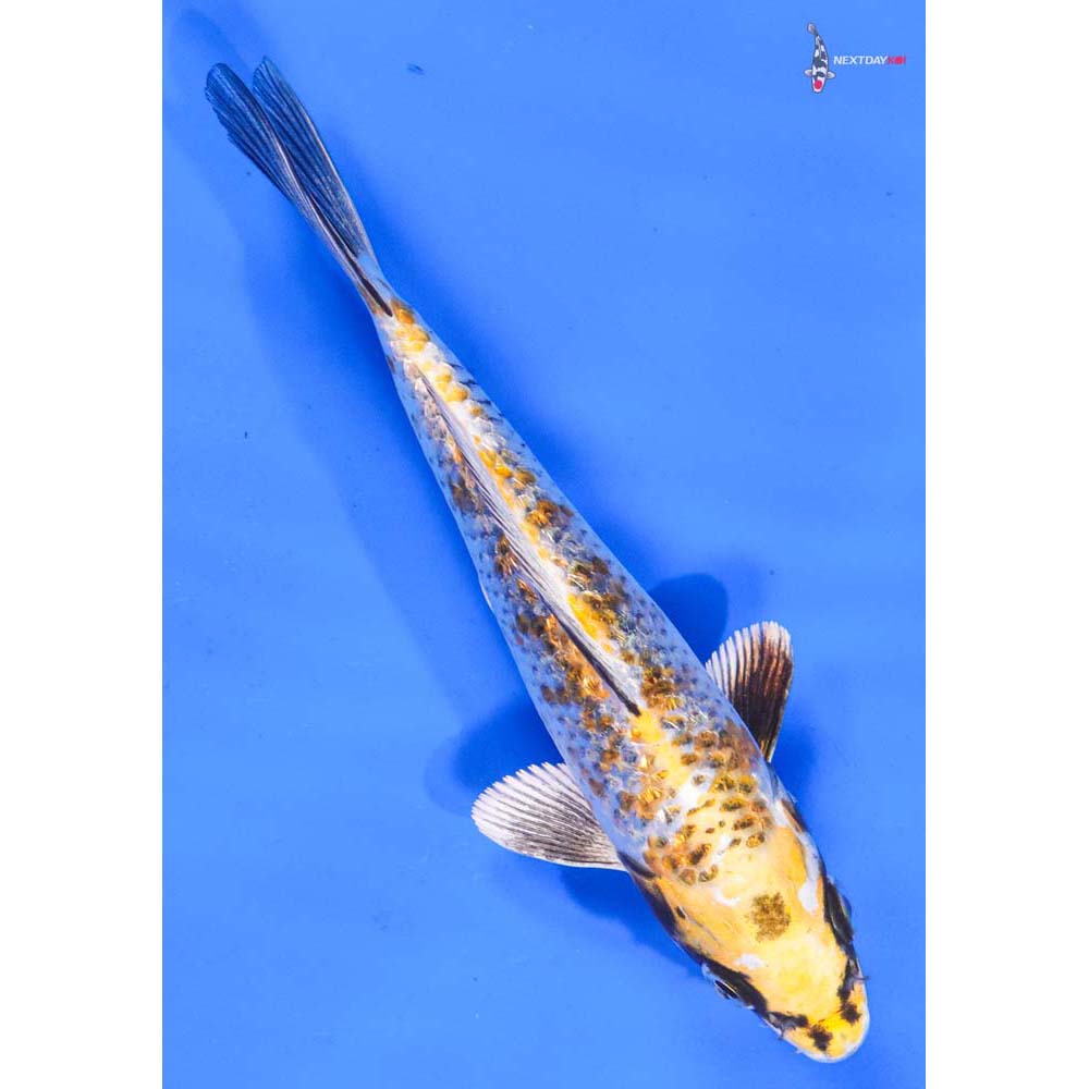 6” Imported Kujaku