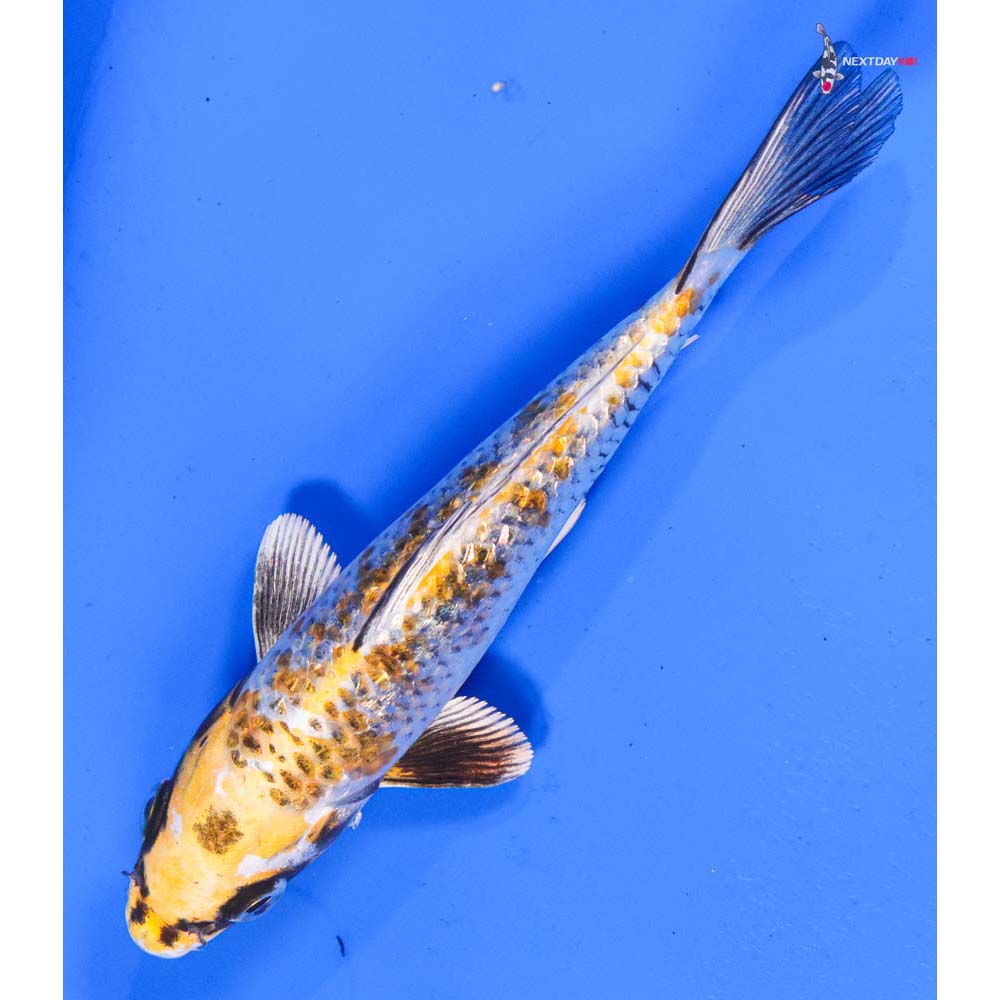 6” Imported Kujaku