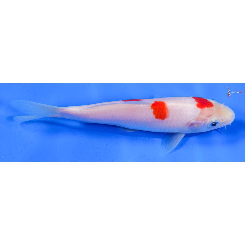 6” Imported Kohaku