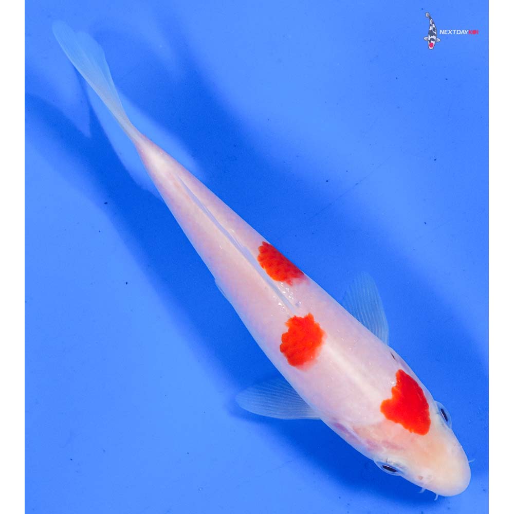 6” Imported Kohaku