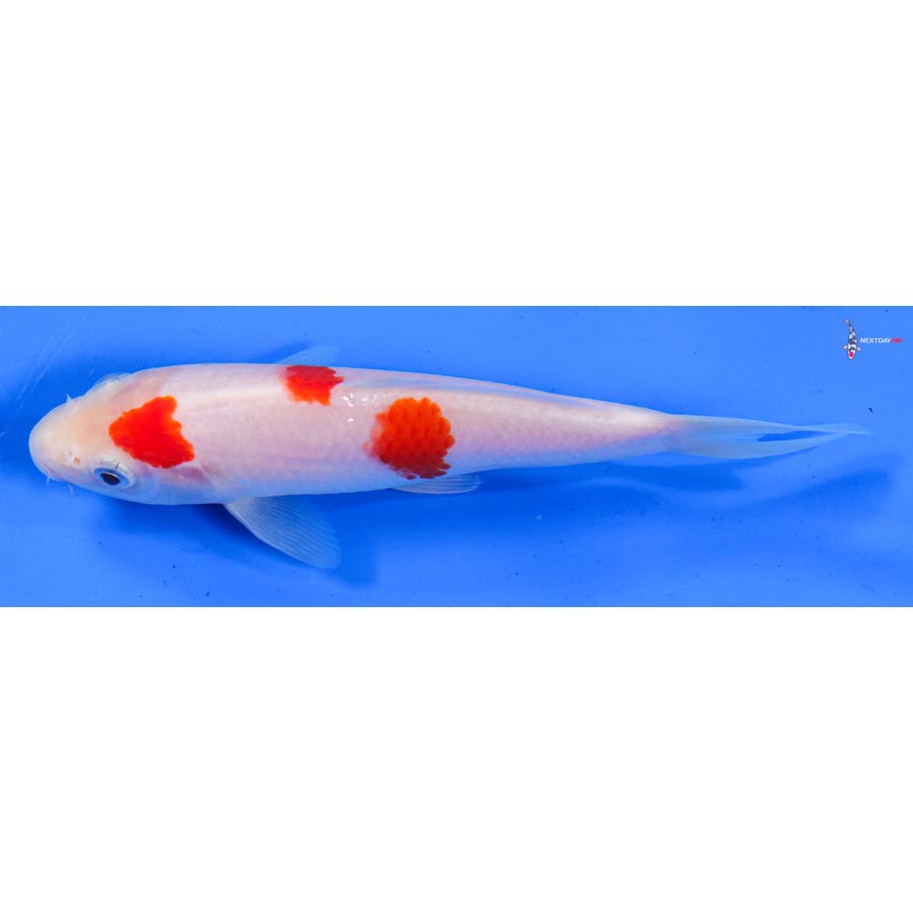 6” Imported Kohaku