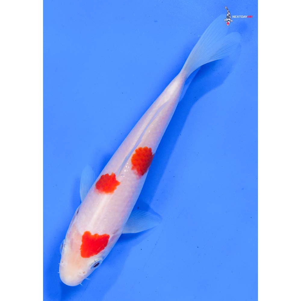 6” Imported Kohaku
