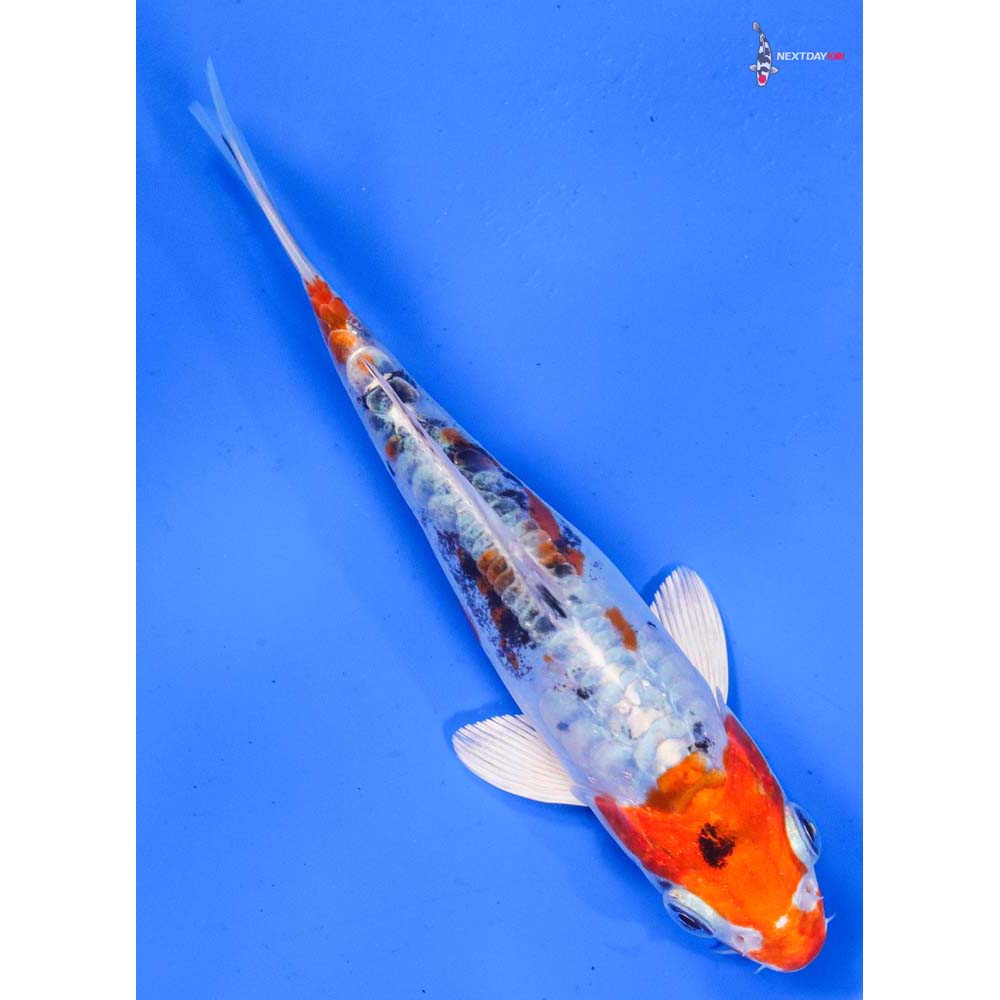 6” Imported Heisei Nishiki