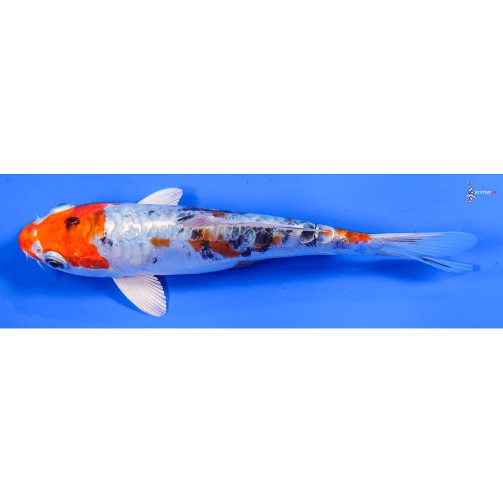 6” Imported Heisei Nishiki