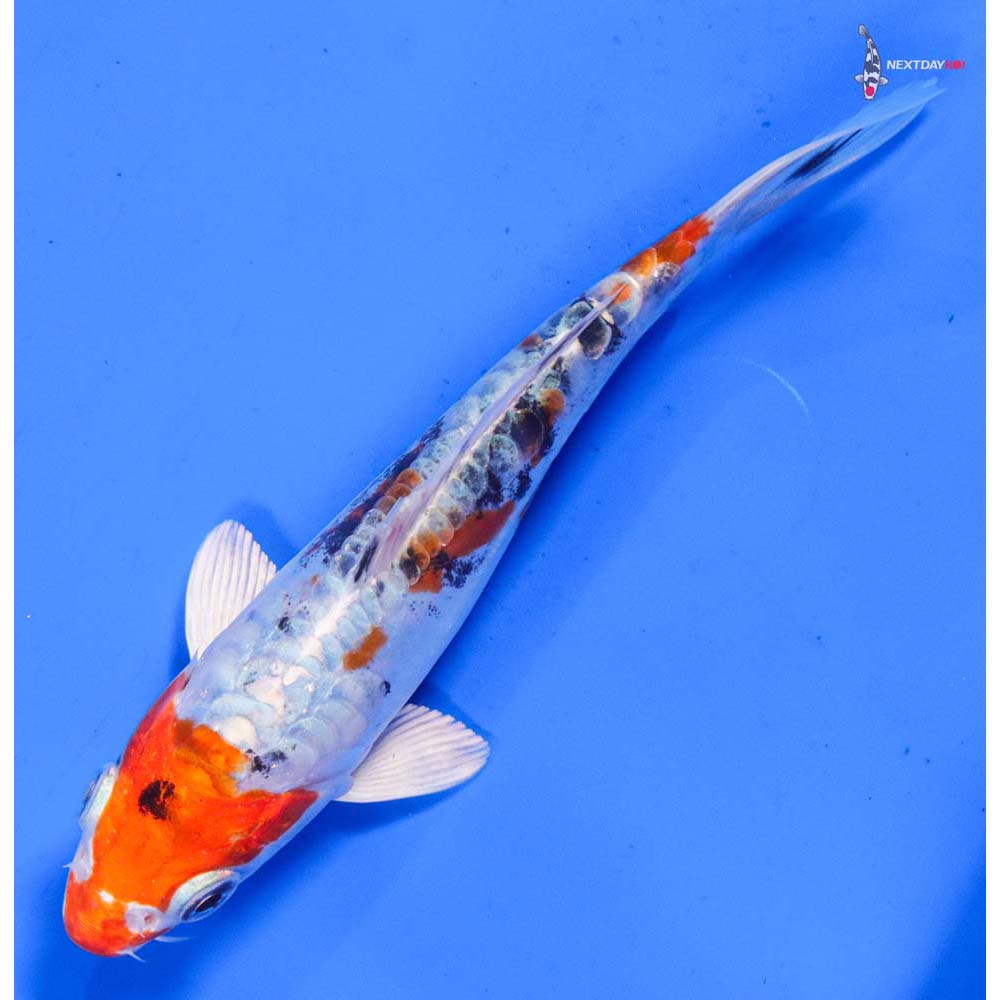 6” Imported Heisei Nishiki