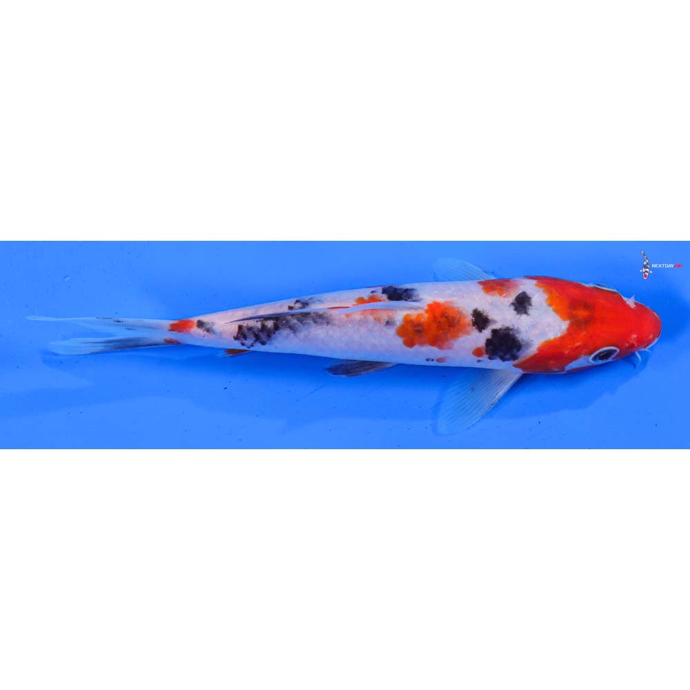 6.5” Imported Sanke